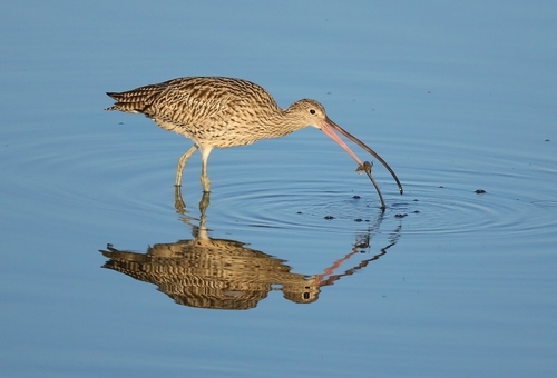 Far Eastern Curlew