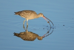 Far Eastern Curlew photo 2