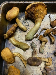 Gymnopilus dilepis