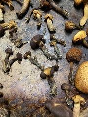 Gymnopilus dilepis