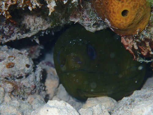 Green Moray Eel