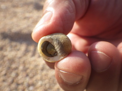 Nerita scabricosta