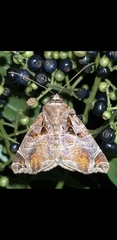 Calyptis idonoides