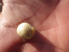 Nerita scabricosta