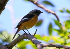 Phoenicurus auroreus