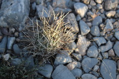 Ancistrocactus scheeri scheeri