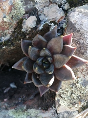 Echeveria affinis