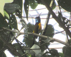 Aethopyga nipalensis