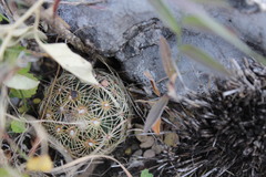 Coryphantha delicata