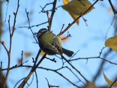 Cyanistes caeruleus