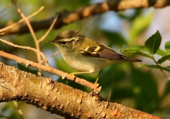 Phylloscopus inornatus