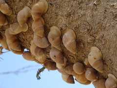 Euryptyxis latireflexa