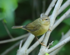Phylloscopus armandii