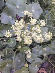 Hydrocotyle bonariensis