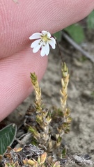 Stellaria gracilenta