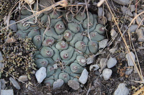Thelocactus rinconensis