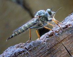 Neomochtherus geniculatus