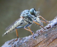 Neomochtherus geniculatus