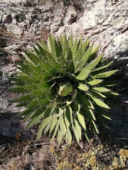 Agave filifera
