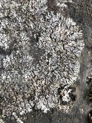 Phaeophyscia sciastra