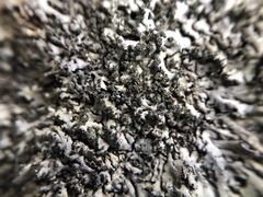 Phaeophyscia sciastra