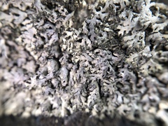 Phaeophyscia sciastra