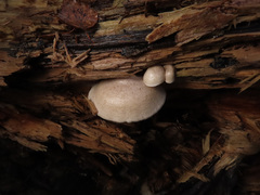 Clitocybe truncicola