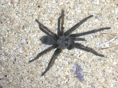 Aphonopelma xwalxwal