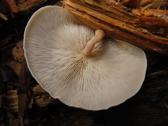 Clitocybe truncicola