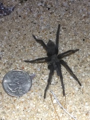 Aphonopelma xwalxwal