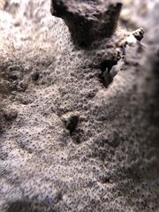 Dermatocarpon muhlenbergii