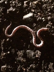 Phyllorhynchus decurtatus