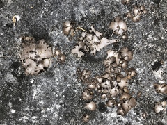 Dermatocarpon muhlenbergii