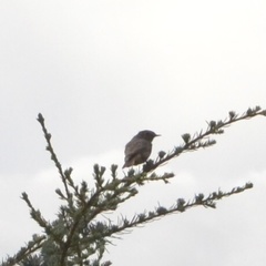 Phoenicurus ochruros