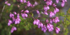 Erica palliiflora