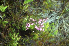 Erica palliiflora
