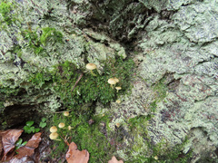 Chrysomphalina grossula