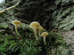 Chrysomphalina grossula