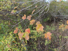 Viburnum acerifolium