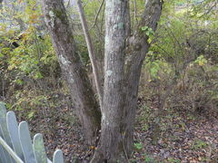 Viburnum acerifolium