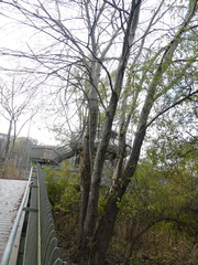 Viburnum acerifolium