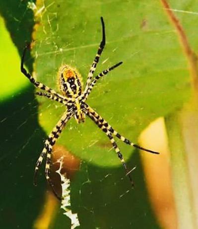 Argiope image