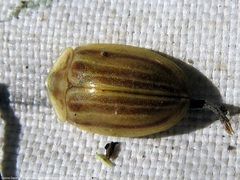 Anacassis fuscata