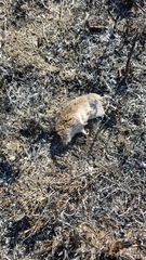 Microtus ochrogaster