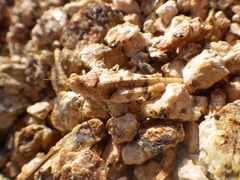 Cibolacris parviceps