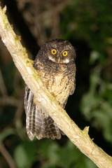 Megascops albogularis