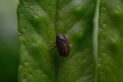 Hylesinus toranio