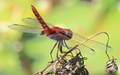 Aethriamanta circumsignata
