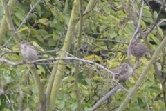 Passer domesticus