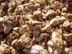 Cibolacris parviceps